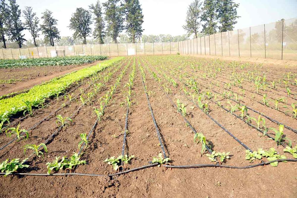 Drip Irrigation System