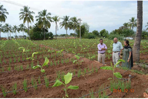 Sri Lankan Team Visiting KSNM Drip Field