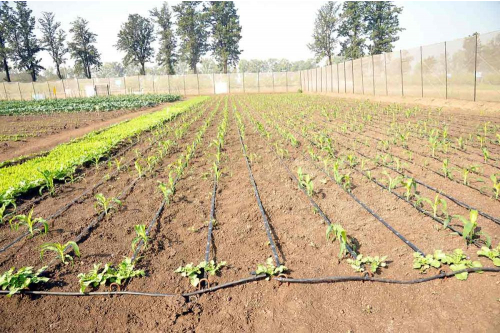 Central Institue of Agricultural Engineering, (CIAE)  Demo Field