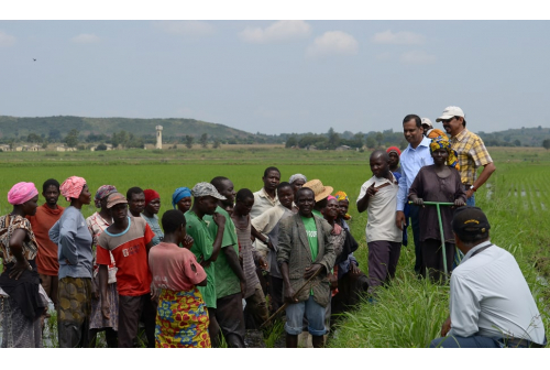 Uganda - Tilda Farm Limited, Kibimba.