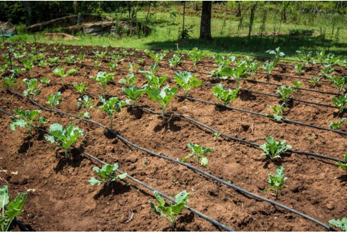 Pipelines Used In Drip Irrigation
