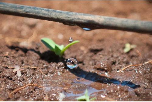 drip irrigation