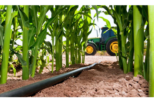 Drip irrigation for coconut plantation