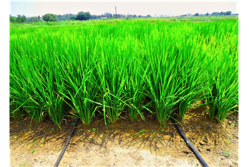 Drip Irrigation In Rice Cultivation