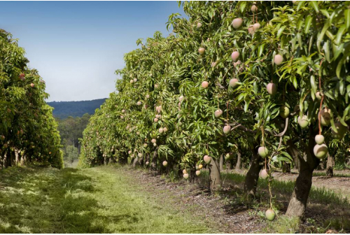 drip irrigation for mango trees