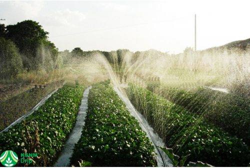 Rain Hose Irrigation for greenhouse