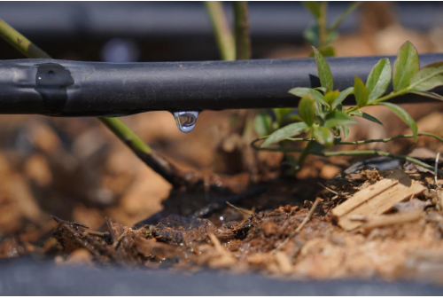 drip irrigation