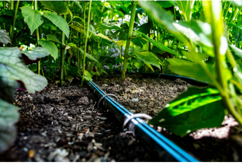 The Impact of Drip Irrigation on Soil Health