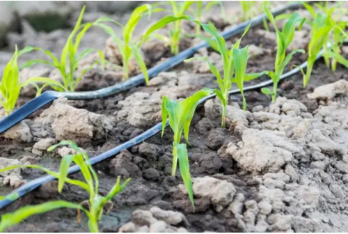 Role of Drip Irrigation