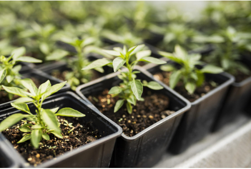 Best for Home Gardens