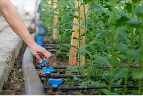 Drip Tape Irrigation