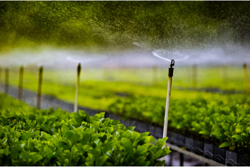 Seasonal Crop Planning with Drip Irrigation