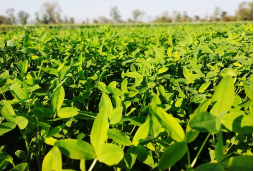 Best for Groundnut Cultivation