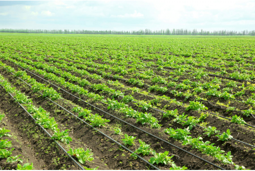 Row-Crop Farming