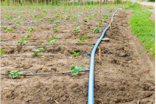 Agricultural Drip Irrigation